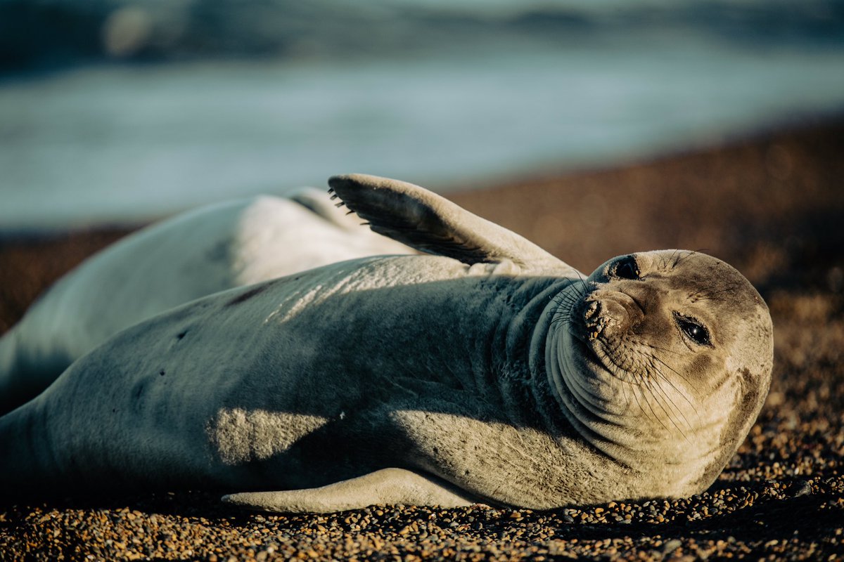 Elefante marino - Elephant seal 🦭 - Punta Norte Patagonia Argentina 🇦🇷 #puntanorte #chubut #Patagonia #argentina #chubut #madryn #wildlife