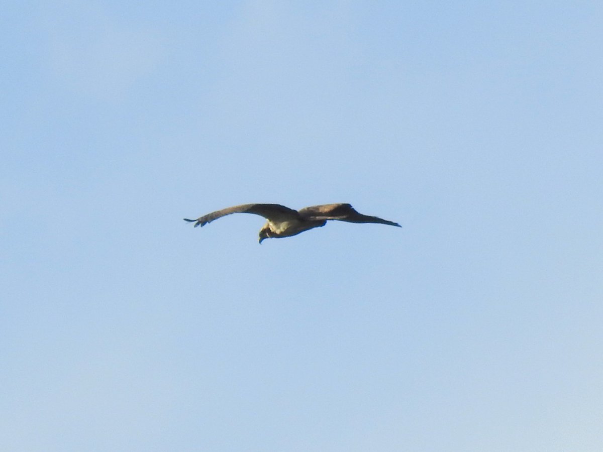April 1st saw a couple of new additions to my 2024 #LMGP patch list - a Common Tern arrived at the lake early morning and an Osprey flew low north over Emmett's fields early evening - on direction, this would have flown right over the lake before I saw it.