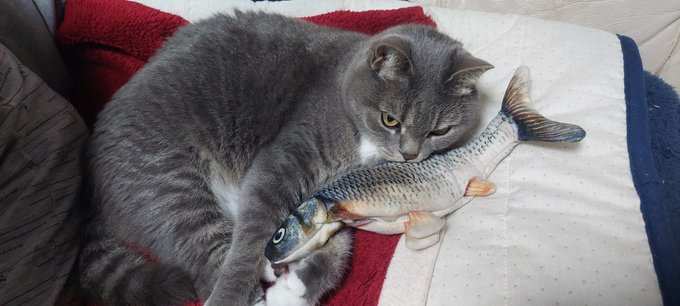 魚のぬいぐるみがお気に入りらしい 