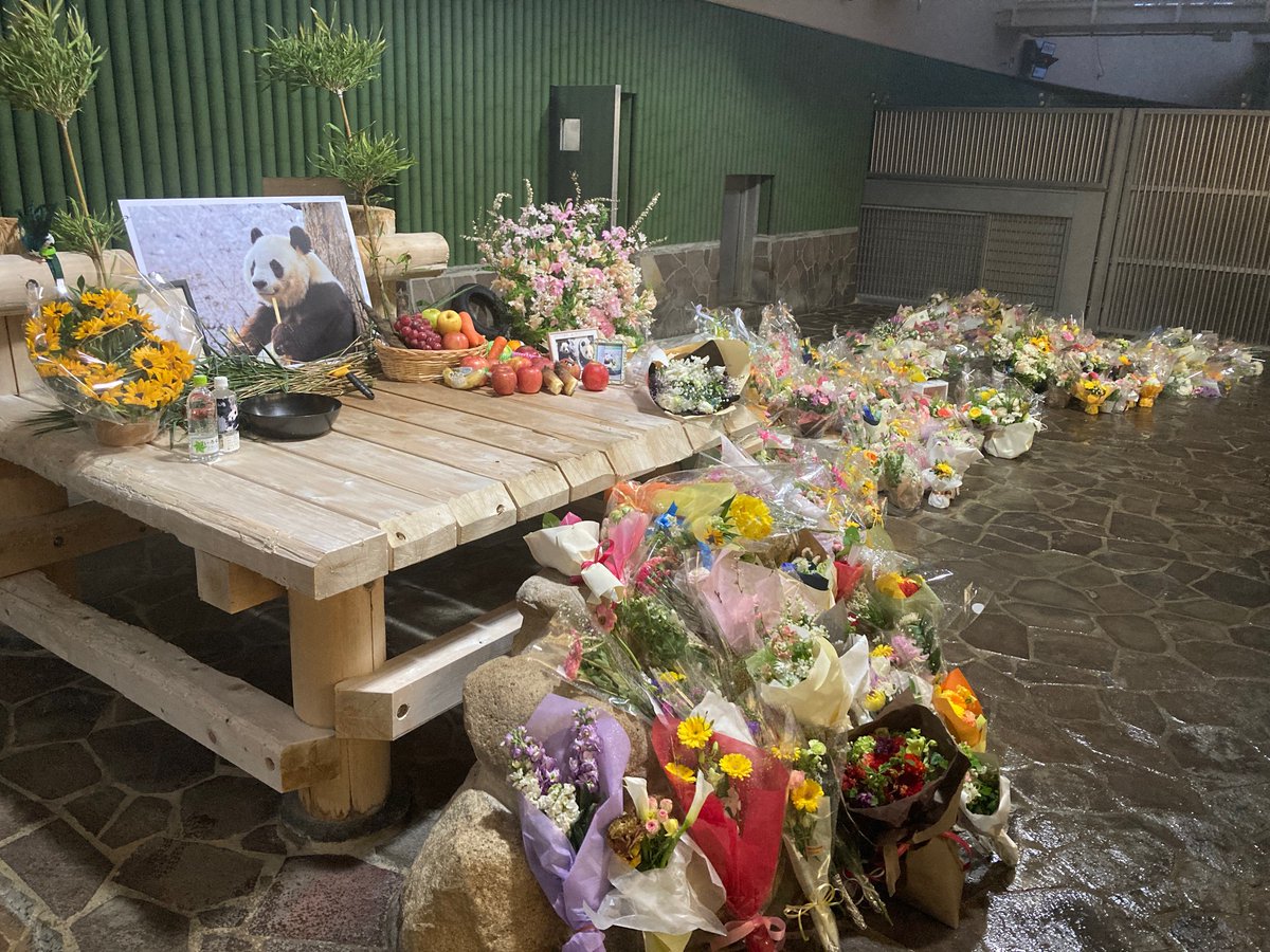 3月31日に亡くなりました ＃ジャイアントパンダ「＃タンタン」への多くの献花、ならびに暖かいお言葉、感謝申し上げます。本日頂きました献花については屋内展示場に移動させていただきました。今後も、必要に応じて移動させていただきますので予めご了承ください。
＃王子動物園