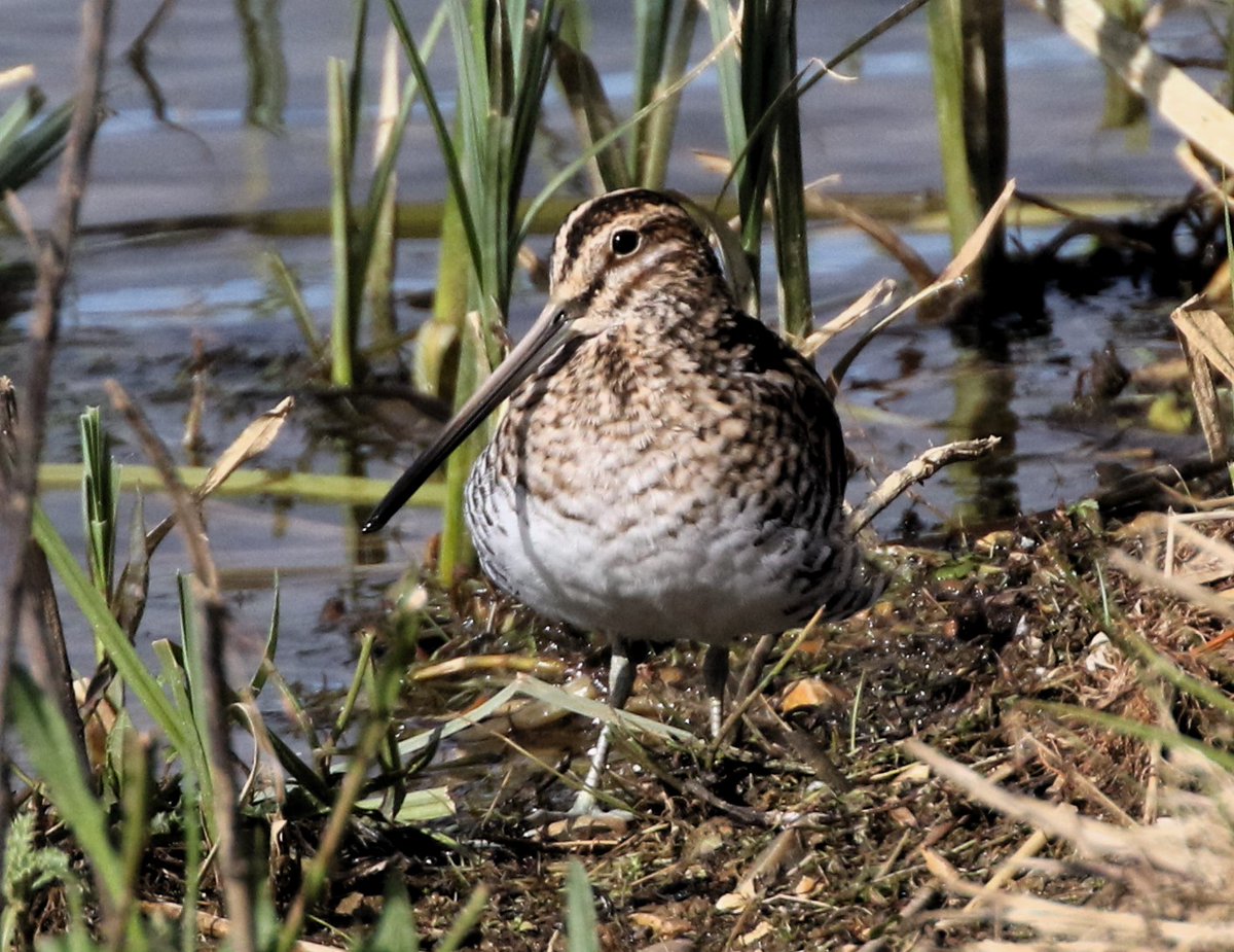 Redshank and Snipe at Summer Leys this morning. #Northantsbirds #TwitterNatureCommunity @NatureUK @Natures_Voice