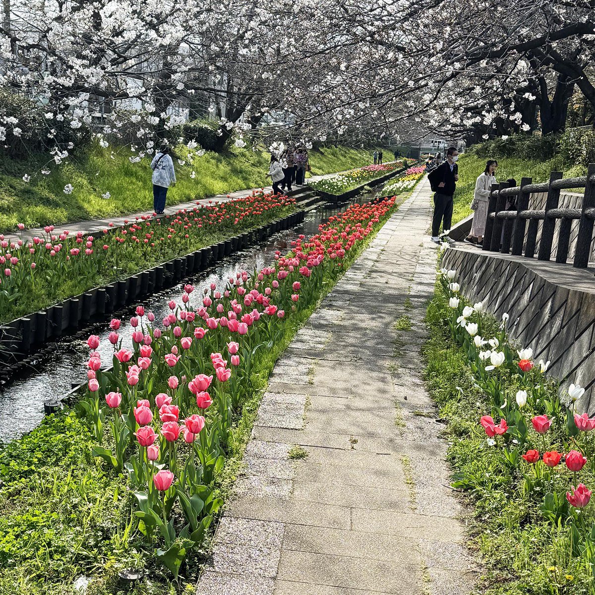 SketchSuki's tweet photo. バドミントンの帰りに「江川せせらぎ緑道」でサクラとチューリップの開花状況を確認してきました。桜はもう少しですがチューリップが綺麗に咲いていました。
今日の1枚は緑道近くのスタバです。

#江川せせらぎ緑道 #サクラ #チューリップ #スターバックス #スケッチ #ペンスケッチ #手帳スケッチ https://t.co/PWZgvS99KM