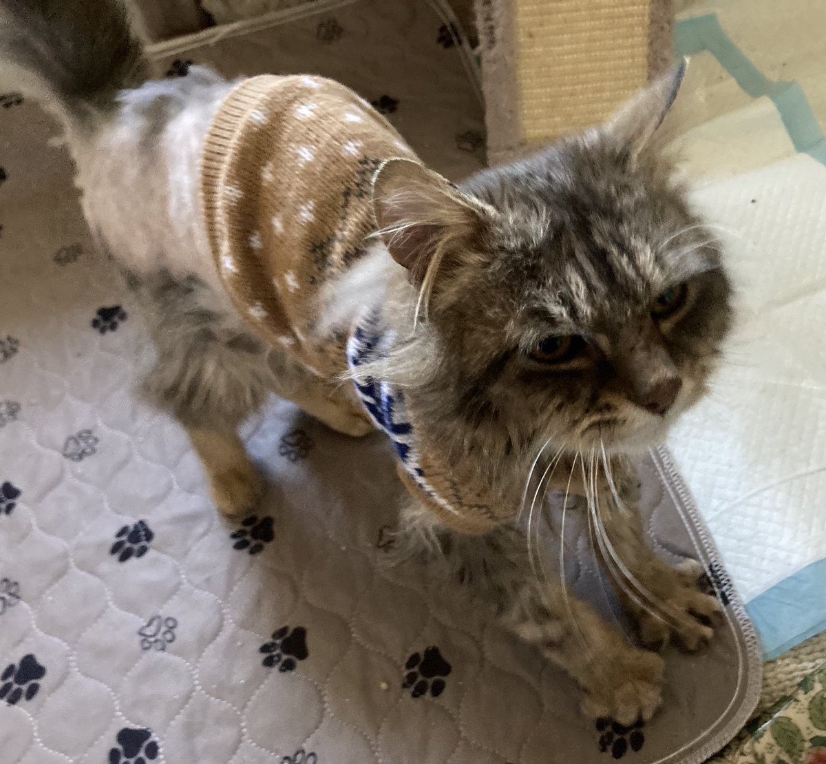 Louis was found as a stray in #Latimer. He was in a terrible state & had to have a lot of his fur shaved off, which is why he's wearing this natty little jumper. One of our dedicated volunteers looked after him & he now has been rehomed. Happy ending! #CatsOfTwitter #CatsOfX