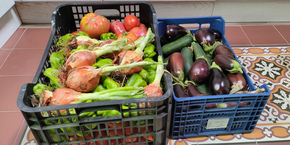stockstomatoes's tweet photo. Por qué deberías hacer tu propio huerto:

▶️ No hay nada como la satisfacción de comer algo que has cultivado tú mismo.

▶️ Aunque para mí lo primero es lo fundamental, el huerto también te hará ahorrar mucho dinero.

▶️ Es un hobby que cubre varias funciones, una de ellas es el ejercicio físico, tendrás que cavar, agacharte, quitar malas hierbas, mover carretillas... Te mantiene activo.

▶️ Aprenderás habilidades básicas que la mayoría de humanos han olvidado, habilidades fundamentales que nos han permitido llegar a lo que somos hoy día como especie.

▶️ Comerás tomates y verduras con mas sabor que cualquiera que puedas comprar en el supermercado.

▶️ Conocerás la trazabilidad exacta de los productos y qué fitosanitarios se han aplicado.

▶️ Entrarás en contacto con la naturaleza, en un sentido mucho más profundo que cuando sales a dar un paseo el domingo por un camino rural.

▶️ Te dará el sol, que en estos tiempos modernos de vida en interior, es algo fundamental.

▶️ Estarás más preparado para el posible colapso mundial que las personas que no saben ni germinar una semilla.

▶️ Es un pasatiempo ideal para hacer en familia, para compartir tiempo con tus hijos y transmitirles todo ese conocimiento tan valioso.

▶️ Si lo miramos desde el lado de la sostenibilidad, ahorrarás emisiones de CO2, verdadero producto de temporada y cercanía, sin transportes kilómetricos para llegar a tu mesa.

▶️ Tus amigos y familiares darán palmas cada vez que te vean, porque seguramente te sobren productos y podrás compartirlos con ellos (Y darles un poco de envidia).

▶️ Un huerto bien cuidado es muy estético. Le da un toque a tu terreno, alegra la vista, decora tu parcela.