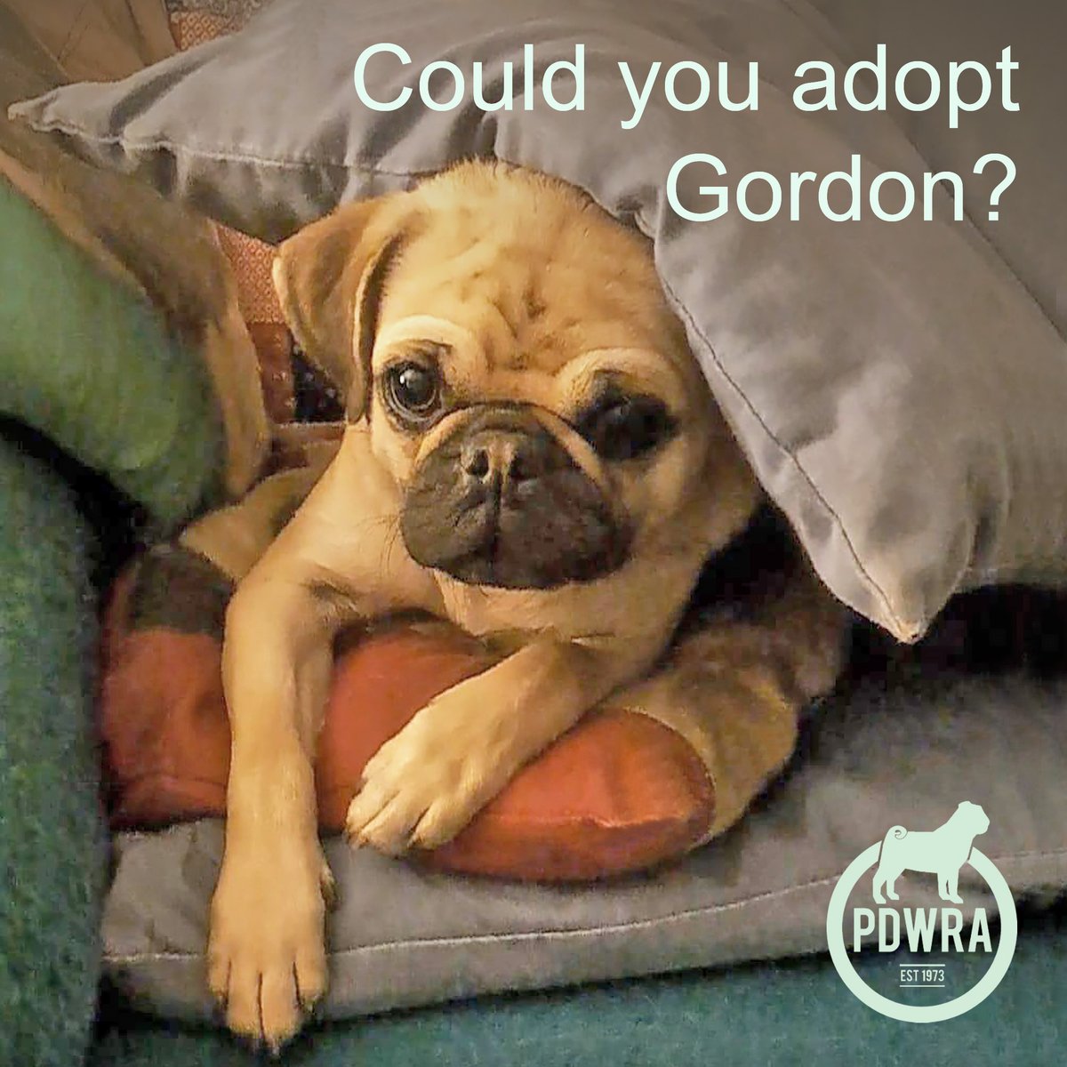 Gordon is a very loving boy, who is looking for a calm yet active family who can work on building his confidence. Find out more about this beautiful little chap here –ecs.page.link/JwjM6 #pdwra #pugcharity #pugwelfare #friendsofwelfare #foreverhome #pugadoption #pug
