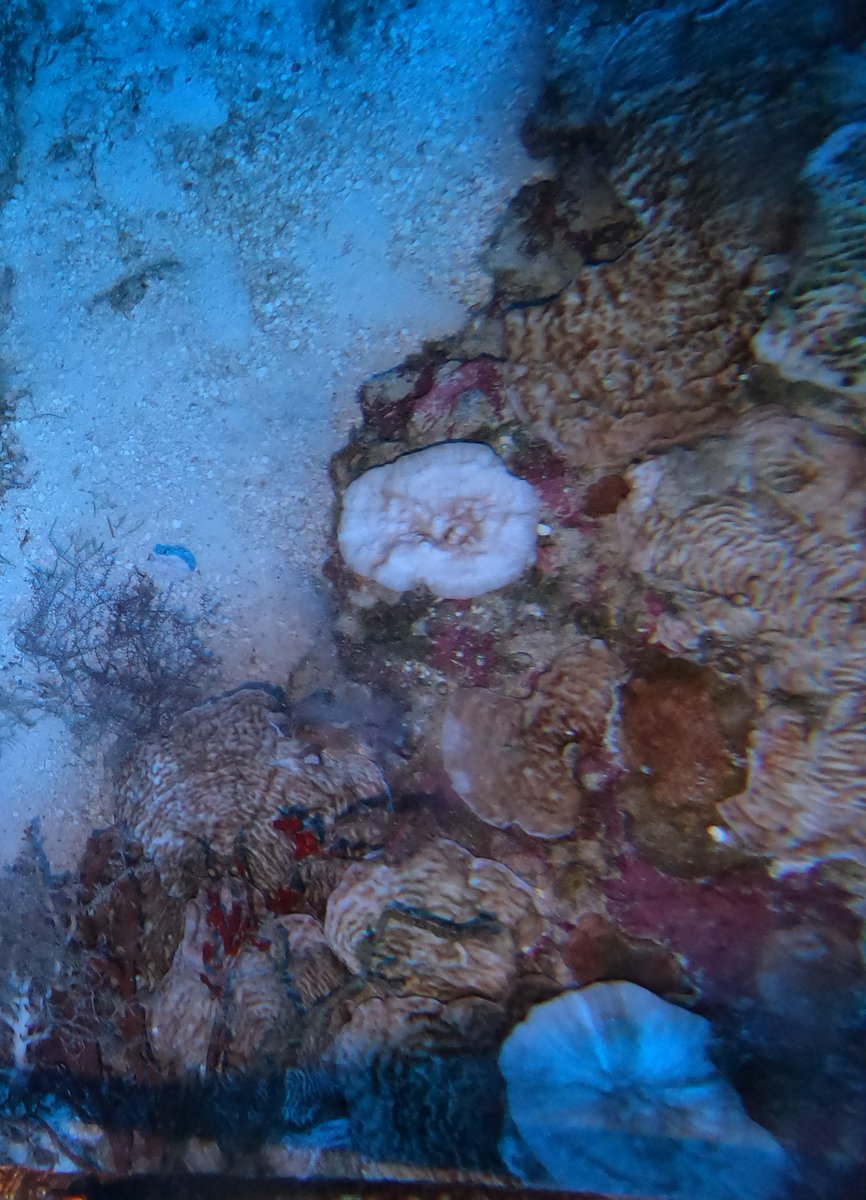 Shallow corals are not the only ones threatened by #climatechange... During our expedition in the #Chagos Archipelago (#IndianOcean) in Jan-Feb 2024 we observed pale & #bleached #mesophotic #corals between 60 and 90m deep😟!  If you can, please survey coral reefs #deeper