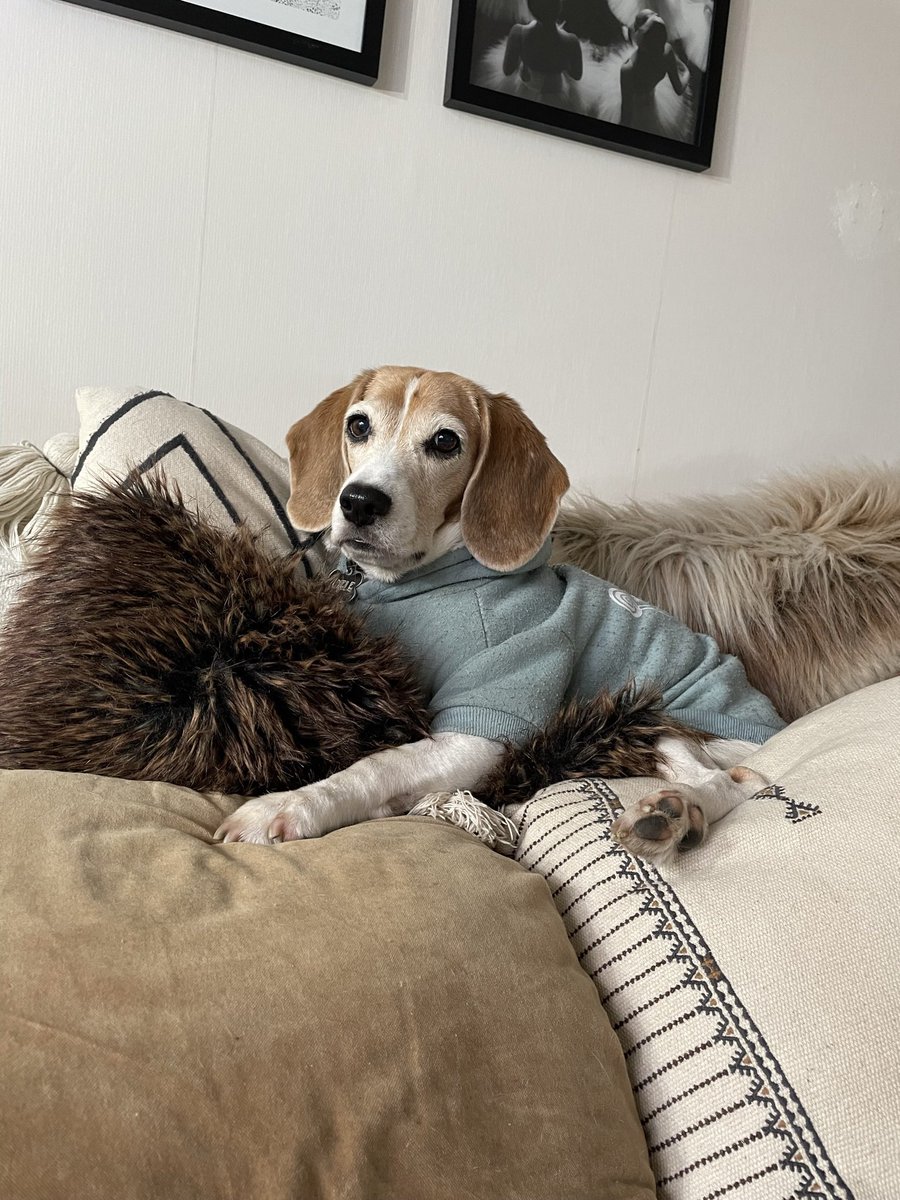 Thanks for all the well wishes! I’m making good progress on my journey to recovery ❤️ #beaglesoftwitter