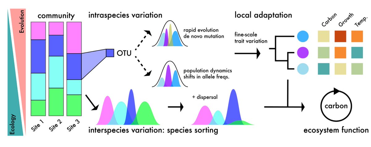 Microbial evolution – an under-appreciated driver of soil carbon cycling 🧬🦠 @ElsaHAbs @StevenDAllison @ManzoniLab Our new publication @GlobalChangeBio just online now ⤵️ onlinelibrary.wiley.com/doi/10.1111/gc…