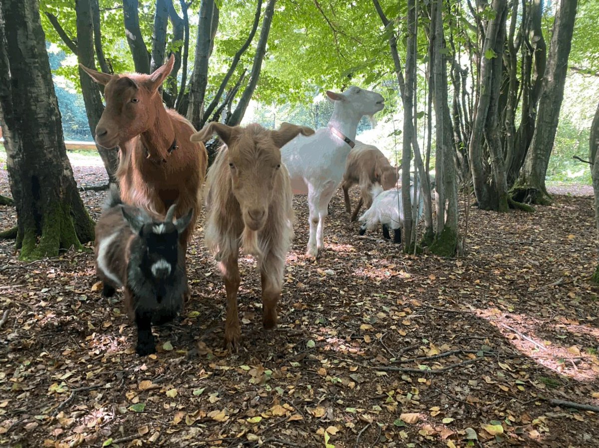 TheTouristTrail's tweet photo. 🌿 Embark on an unforgettable adventure with our furry friends at 𝗪𝗶𝗹𝗱 𝗪𝗼𝗼𝗱𝗹𝗮𝗻𝗱 𝗥𝗲𝘁𝗿𝗲𝗮𝘁! 🐐 Who's up for a stroll with our adorable goats in the scenic beauty of #Kent? Book your #GoatWalking experience now! 🌳 

👉 https://t.co/tLIEBDcX0U 
@ClavertyeSheph https://t.co/ay0i17Ylxb