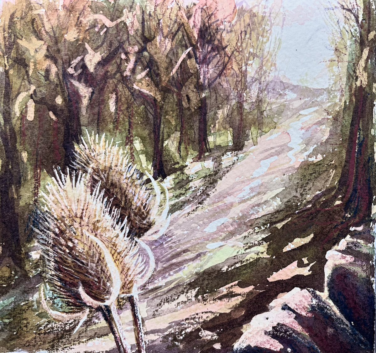 Teasels #watercolour #watercolourandpencil #khadipaper