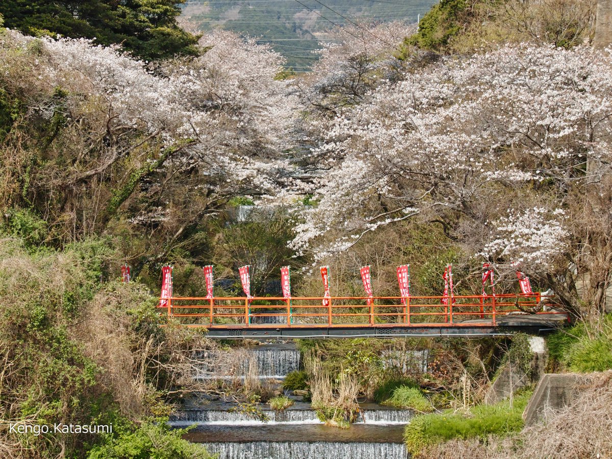 「隠れた名所」 2024.04.02 #桜 #お花見 #ソメイヨシノ #根府川 #白糸川 #小田原市 #ｶﾀｽﾐ日記 #SIGMA #sdQuattro #Foveon #flowers #photography #japantravel 桜 お花見 ソメイヨシノ 根府川 白糸川 小田原市 ｶﾀｽﾐ日記 SIGMA sdQuattro Foveon flowers photography japantravel