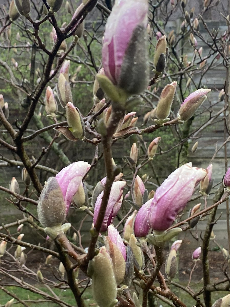 “A poem begins with delight and ends in wisdom.” — Robert Frost #poetrymonth #poets