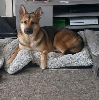 Help2Rehome Scotland tweet media