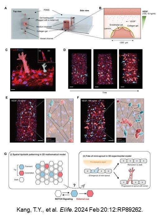 By combining a micro-engineered experimental model of angiogenesis (i.e., formation of new blood vessels) with a #MathematicalModel, researchers @YaleMed #NCICSBC showed how NOTCH signaling controls cell fate @eLife elifesciences.org/articles/89262.
