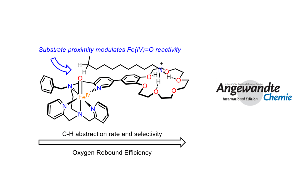 Check our lastest work about Proximity Effects on the Reactivity of a Nonheme Iron (IV) Oxo Complex in C-H Oxidation by @MiquelCostas in collaboration with @S__DI_STEFANO @olivo_giorgio @SupRaLabRome in @angew_chem #IQCCpaper @QBIScat_UdG @UdGRecerca iqcc.udg.edu/2024/04/02/pro…