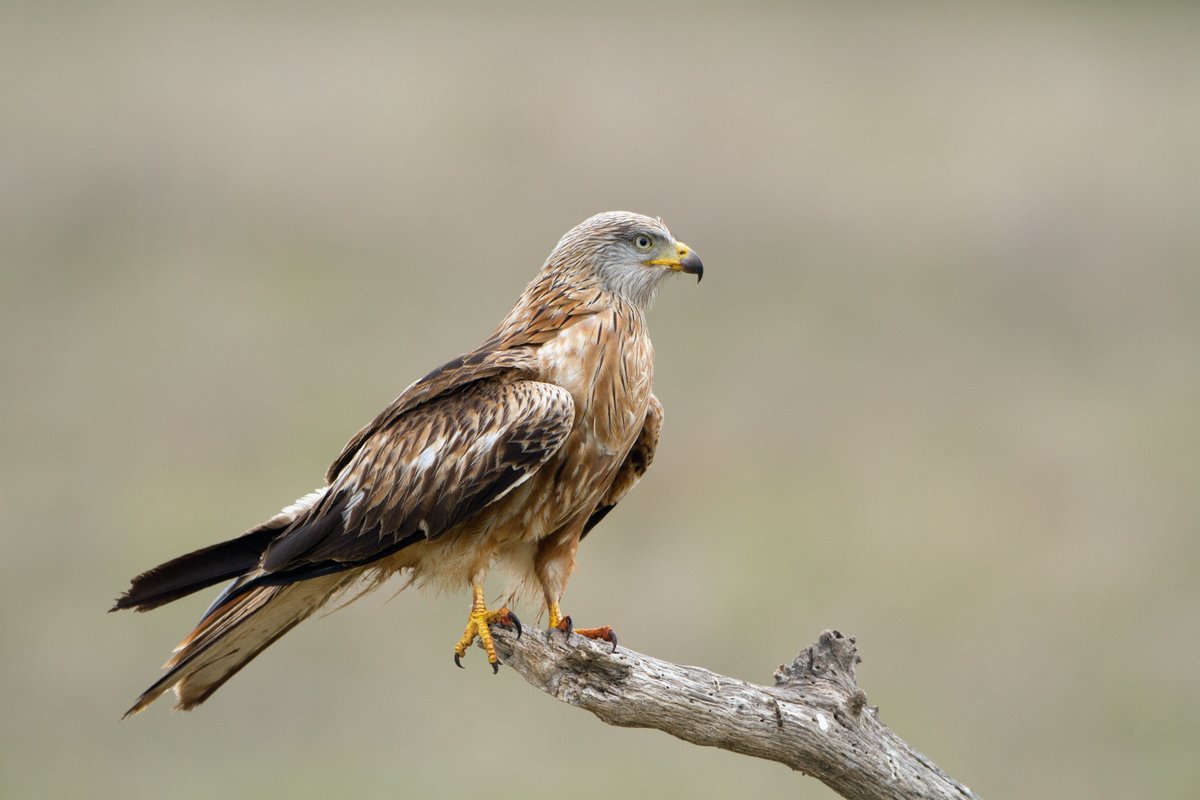 Every week we highlight an area that gets high ratings. This week Embalse de Los Canchales, a birdrich reservoir in Extremadura. @SEO_BirdLife @extremadura_tur @birdextremadura @avesibericas @grusextremadura @GuisadoPepe @kano78 See for details and map Birdingplaces.eu/birdingplaces/…