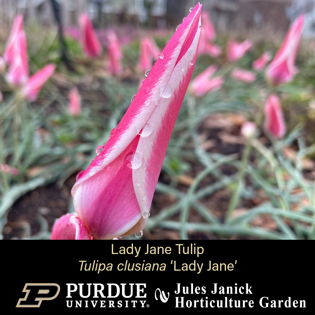 The Jules Janick Horticulture Garden is starting to wake up from its winter slumber.
* Virginia Blue Bells
* Summer Snowflake
* Valerie Finnis Grape Hyacinth
* Lady Jane Tulips
#JJHGTuesday #PurdueHortLA #PurdueAg
