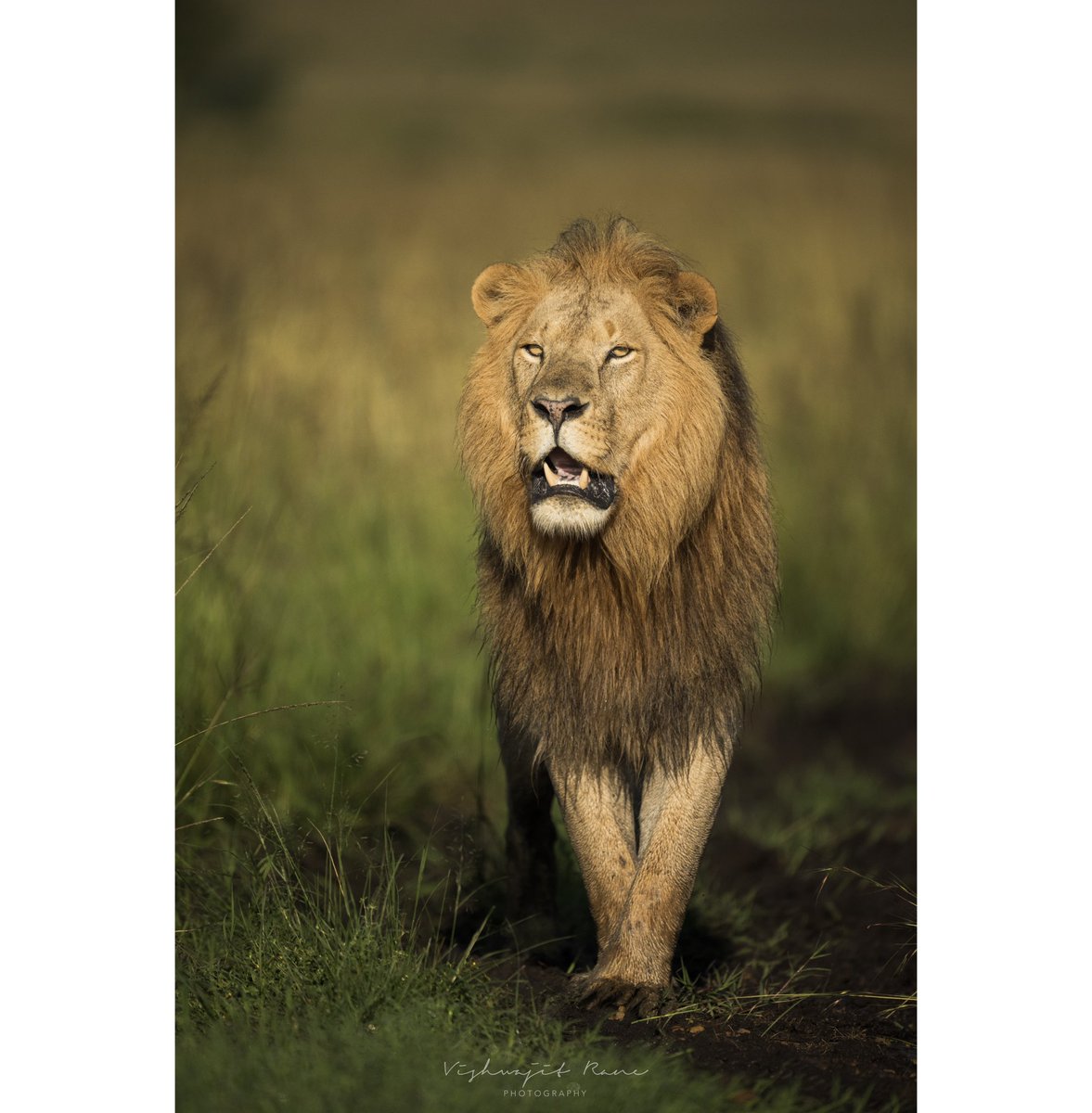 With a mane that flows like a golden stream and a roar that shakes the very ground beneath our feet, truly a dream to behold. The King of the Savannah commands respect and admiration with each step he takes as he reigns over his kingdom.

#lion #africa #bigcats #africawildlife…