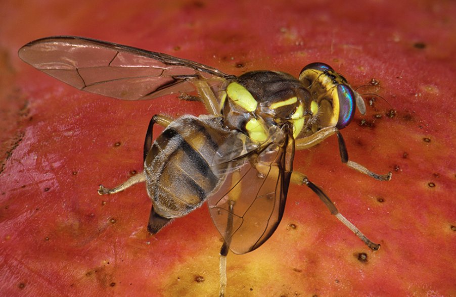 🪰 Vigilance : 𝘽𝙖𝙘𝙩𝙧𝙤𝙘𝙚𝙧𝙖 𝙙𝙤𝙧𝙨𝙖𝙡𝙞𝙨 ? C'est qui ? C'est quoi ? 🍐🍊🍎 #Agriculture #Arboriculture ⇥ Mouche orientale des fruits, l’@Anses appelle à renforcer la surveillance de cet insecte. Ce #Nuisible fait partie des 2️⃣0️⃣ organismes de quarantaine classés