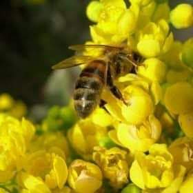 #2NisanOtizmFarkındalıkGünü Arıya benzer onlar, dünyaya kocaman mercekle bakıp güzellikleri çaktırmadan emer ve sırrı cözülmemiş balı yaparlar🌼🐝⚘