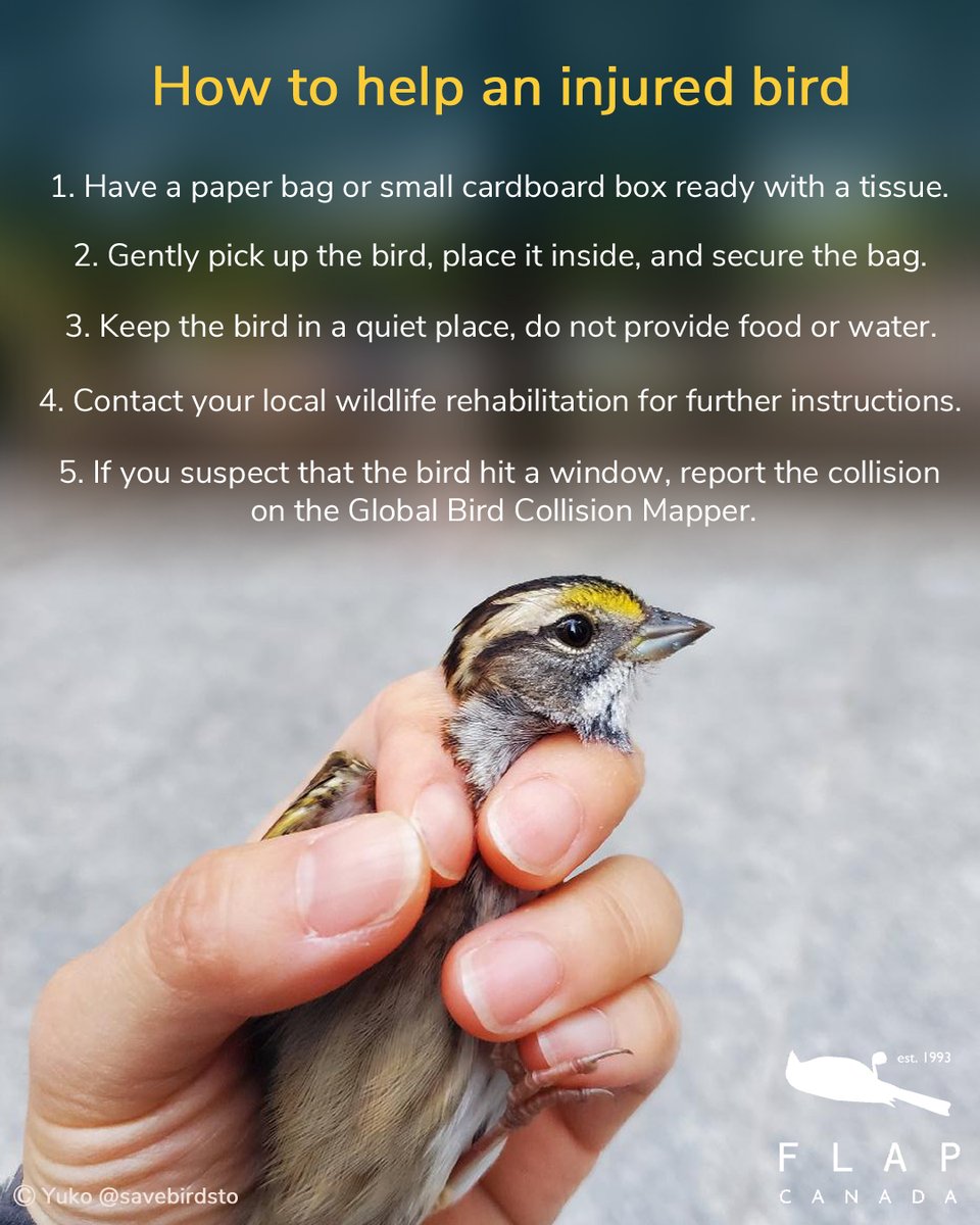 With Spring Migration starting up, the chances of finding an injured bird are high. Follow these steps to help, giving the bird it’s best chance at recovery! Find a wildlife rehabilitation centre near you : flap.org/finding-an-inj…