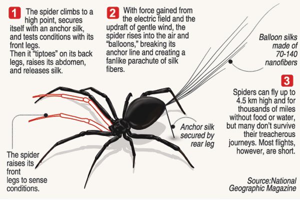 🕷️Some little spiders fly using electrostatic and can surf the positive charged electric current for thousands of miles and at a height of 4.5km (almost 3 miles). #InterestingStuff 
asknature.org/strategy/spide…