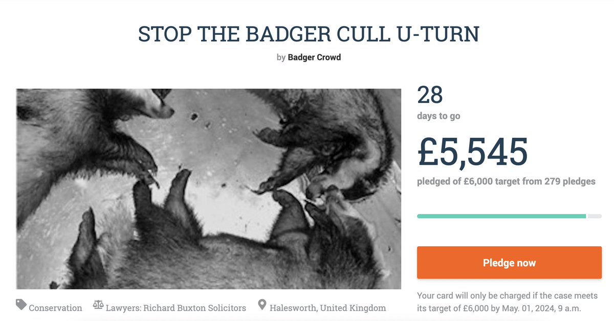 Amazing stuff! In little over 24 hours the fundraiser supporting a legal challenge of the senseless badger cull is almost at the £6k target! Please donate and RT if you haven't already! crowdjustice.com/case/stop-the-… @BadgerCrowd