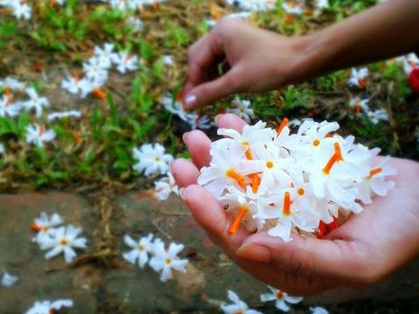 आओगे मिलने तो हथेली भर पारिजात ले आना बस 🖤 #Pemsmuses #बज़्म #शायरांश #कलमाँजलि #मेरे_शब्द