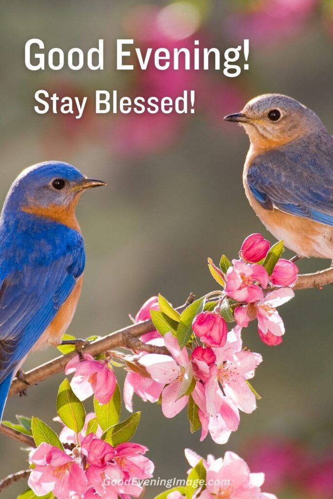 TalpurKarim's tweet photo. 💐Don't Compare yourself 
❤to others,
🌼Be the Sun and the moon, 
🌹And shine
😍When it's your time. 

🌹Happy Lovely Evening🌹

😍Study Pi Network😍
@PiCoreTeam
@nkokkalis
#GoodEveningX
#GoodeveningPakistan
#X_promo https://t.co/KOQU2NDMbG