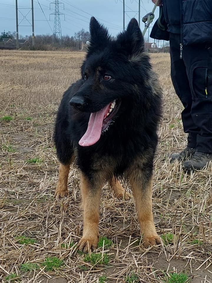 Ruby is just a year old and she has had a rubbish start in life, Ruby can live with older kids and other #dogs but has spent her life outdoors on a chain so will need back to basics training #GermanShepherd #SouthYorkshire gsrelite.co.uk/ruby-20/