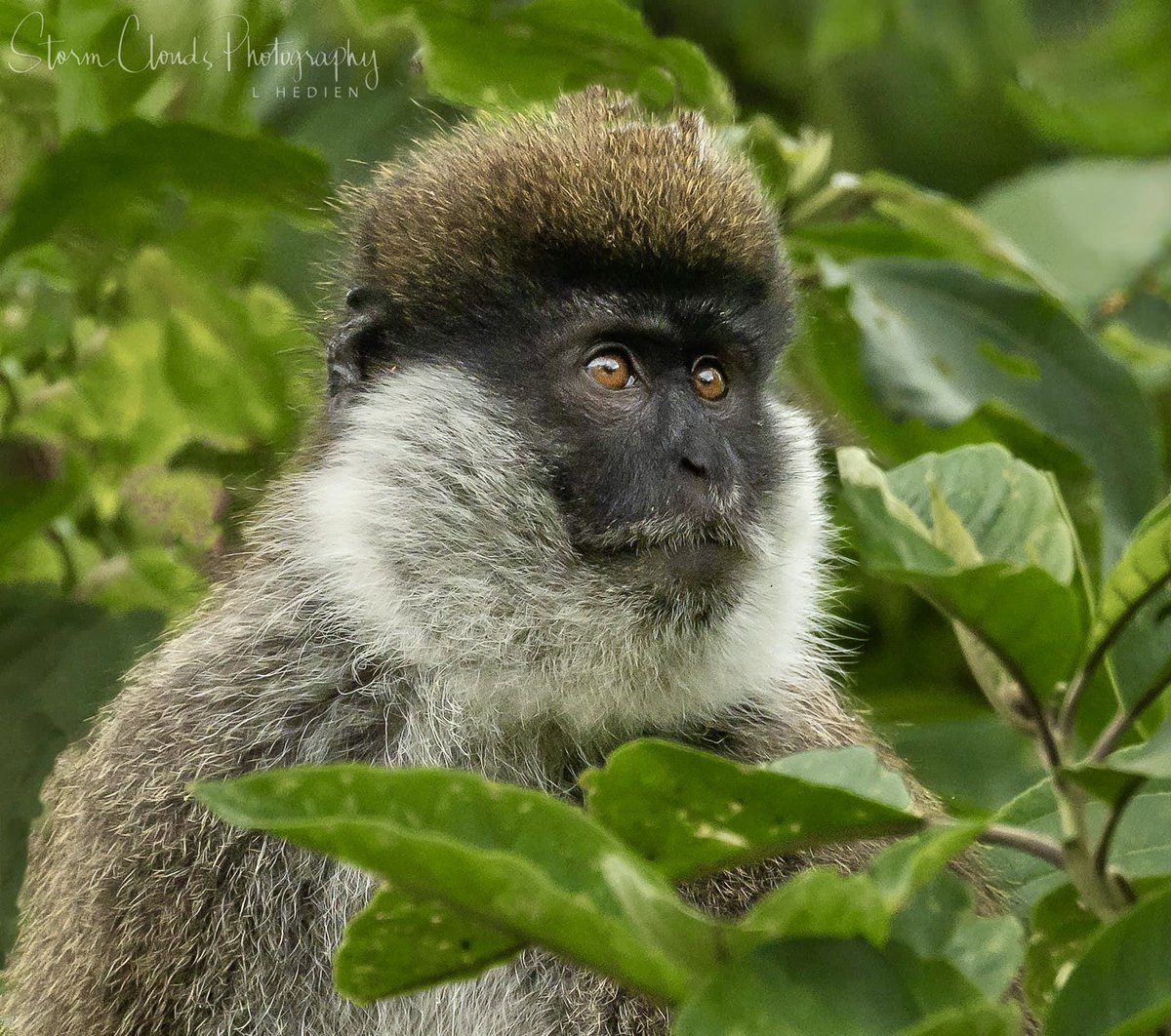 In #Ethiopia! 🇪🇹 A #balemountainmonkey. Not a common sighting 🐵 found in the #ArficanHighlands. #vervet #travel #travelphotography #monkey #bamboo #zcreators #z9 #nikon #wildlifephotography #nikonoutdoors #Africa #scenic #natgeo #natgeophotos #natgeoyourshot @riyets #discovery