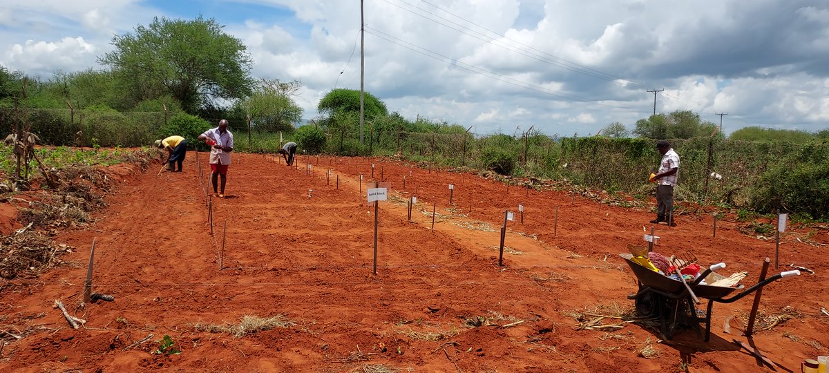 On 29March2024 we initiated our 2nd season #fieldexperiment on exploring how sorghum and cowpea react to drought conditions in Maktau, Taveta, Kenya—studying how #climatesmart they are under rainfed and supplemental irrigation.  #Kenya <a href="/helsinkiuni/">University of Helsinki</a>