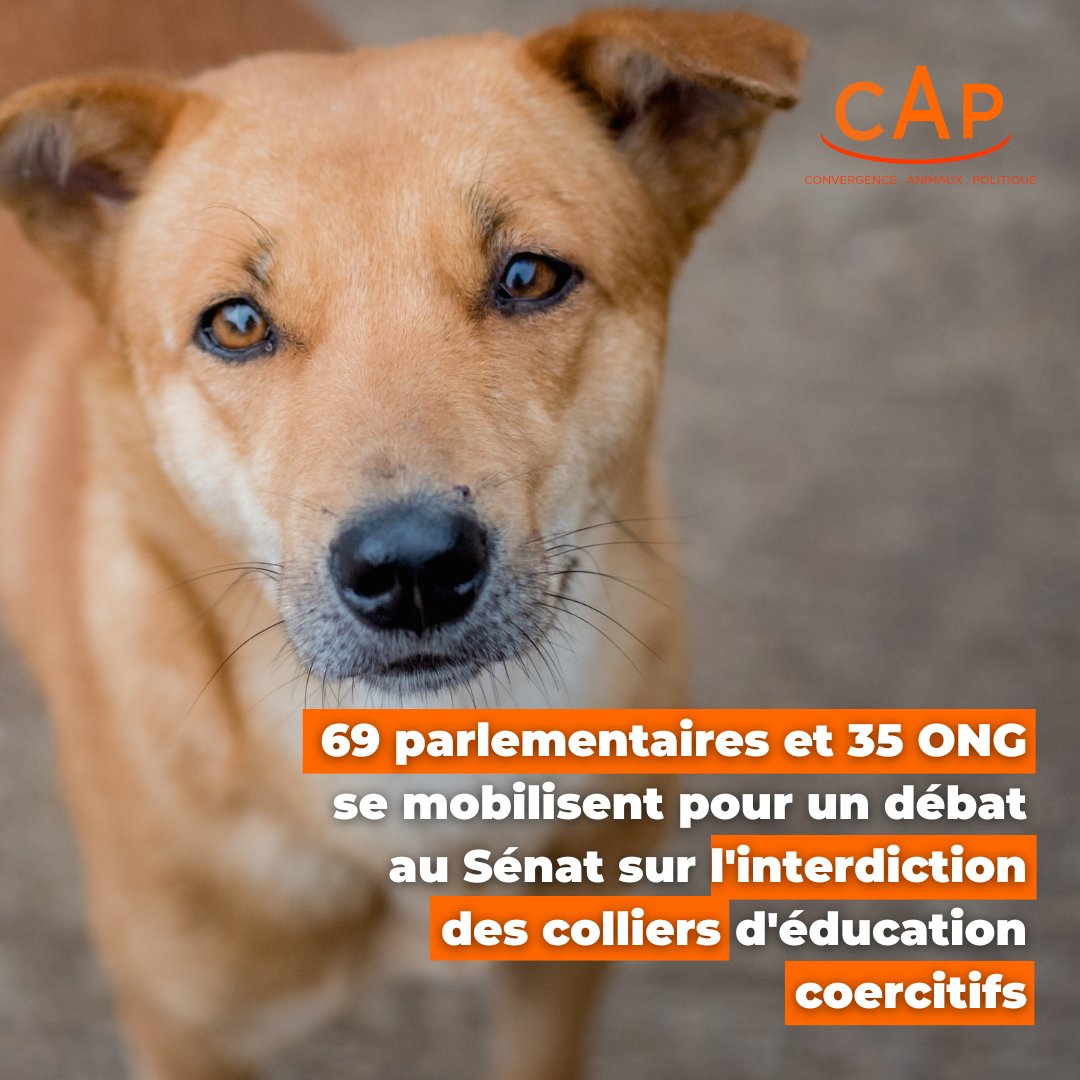 69 parlementaires et 35 ONG se mobilisent pour un débat au Sénat sur l'interdiction des colliers coercitifs 🐕. Cette tribune, initiée par CAP et la @FBB_Officiel demande que la PPL portée par @CorinneVignon votée à l’Assemblée, soit désormais mise à l’ordre du jour au Sénat.