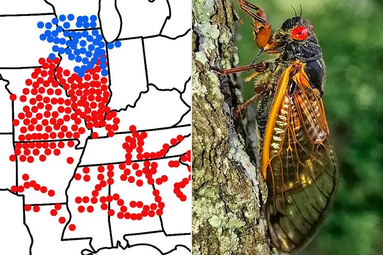 After the Solar Eclipse, Billions of Cicadas Are Coming amid Rare Double Brood. Brood XIII and Brood XIX are set to emerge during the same spring for the first time in 221 years. A few weeks after the April 8 solar eclipse, two broods of periodical cicadas will emerge, and…