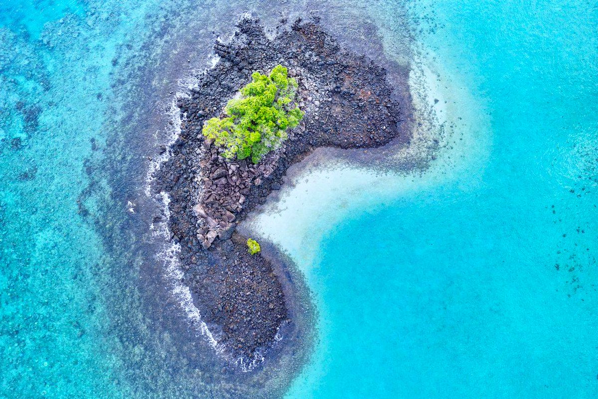 Nature's resilience on display 🌱🌊 New life asserts itself on a small island in Mayotte's lagoon in the Indian Ocean, where new mangroves stretch their roots like green veins into the future. 📸: © Serge Melesan/TNC Photo Contest 2023