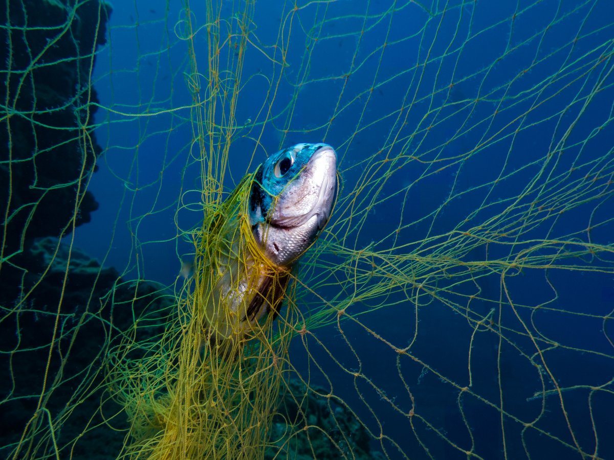 💡​ In an effort to address ghost fishing, CLS scientists and engineers have developed a cutting-edge ghost fishing tracking device. This innovative technology combines satellite tracking and data analytics to locate and monitor lost #fishinggear in the ocean. 🌊​ This