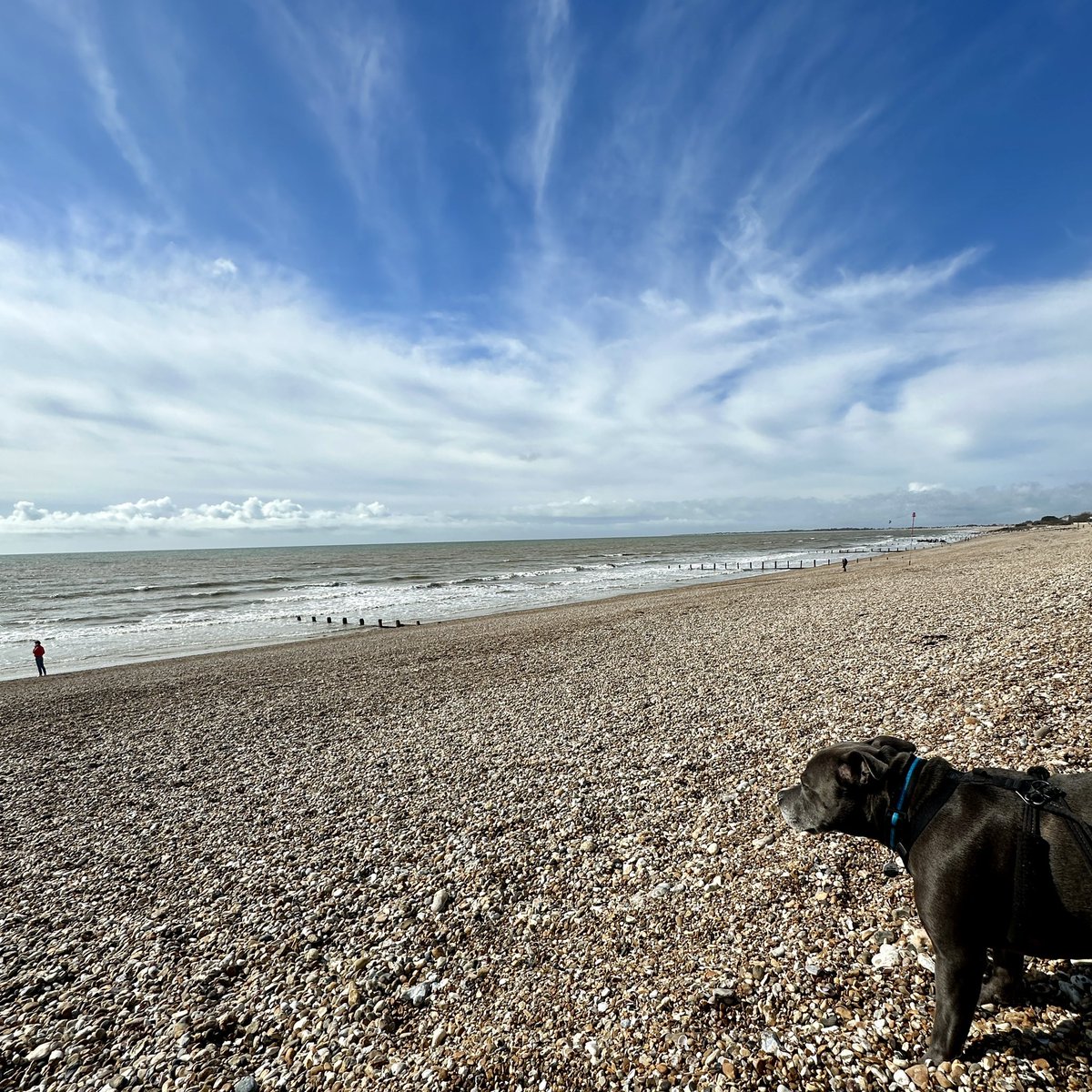 Beautiful day for a dog walk on Aldwick beach. (It rained about half an hour later though) #eddie