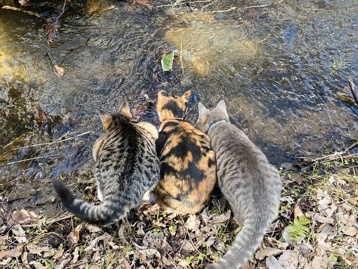 小川に葉っぱを流してあげると盛り上がる仔猫たち。ずーっと見てる。かわいい。