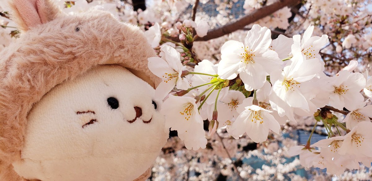 mamispica's tweet photo. 桜🌸咲いたね❤️ https://t.co/w7xhsJtVBx