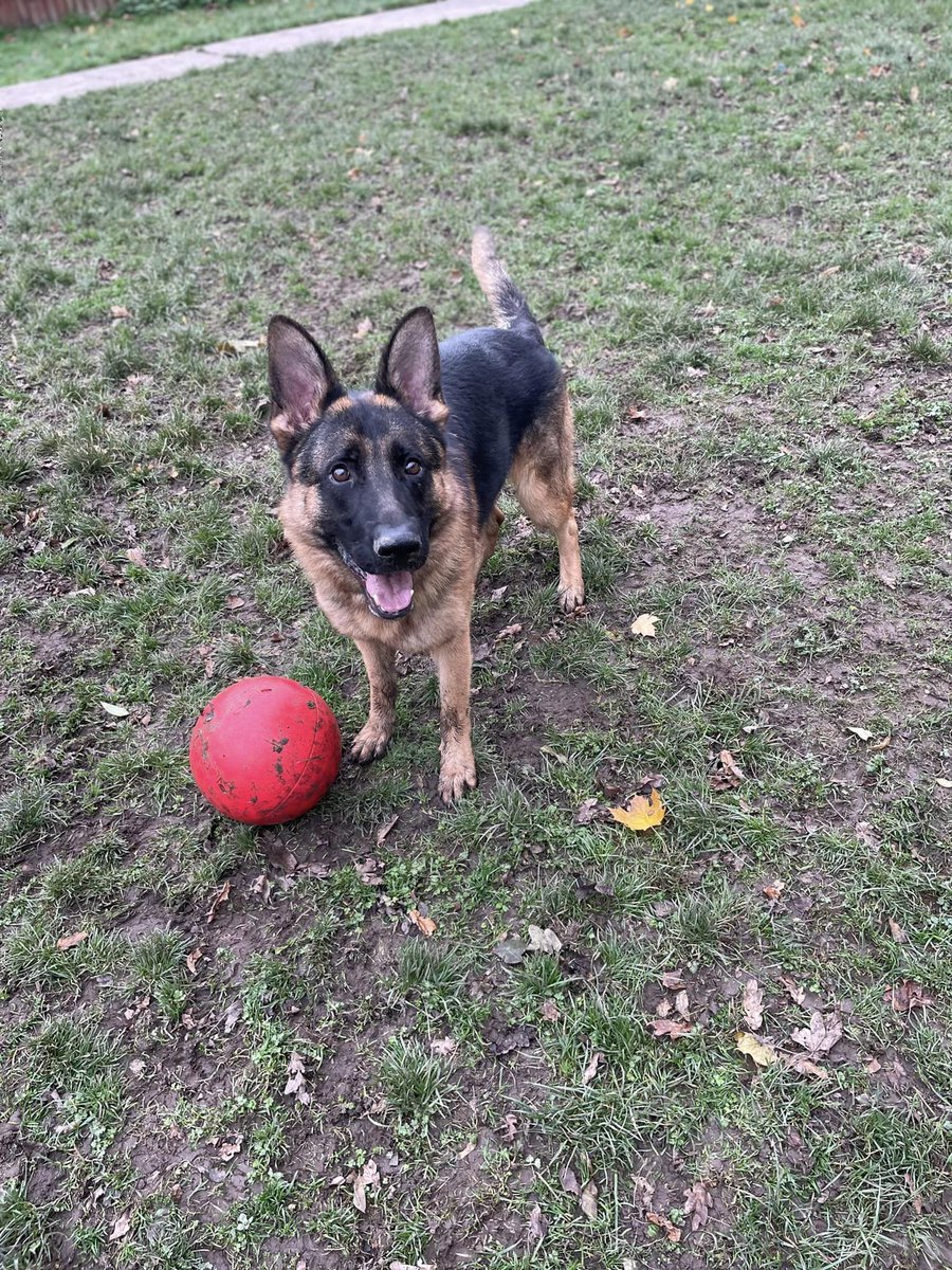 Benji is 3yrs old and he came to us in March 22, Benji can live with older kids and walks well with other #dogs  but he does have hip dysplasia so any adopter needs to be aware of this 
#GermanShepherd #Cheshire 
gsrelite.co.uk/benji-2/