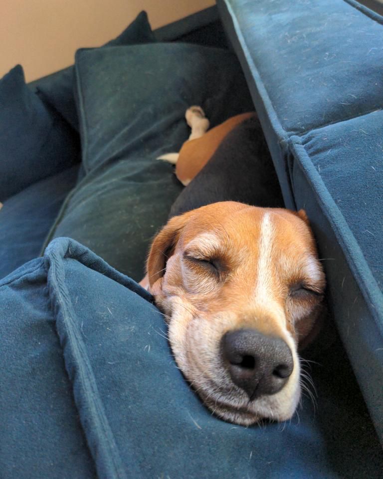 To determine the ideal sofa size for your #beagle, measure your hound when stretched out to the maximum length. Double this measurement, then add even more. #beaglefacts 📷 @beaglebets / Twitter