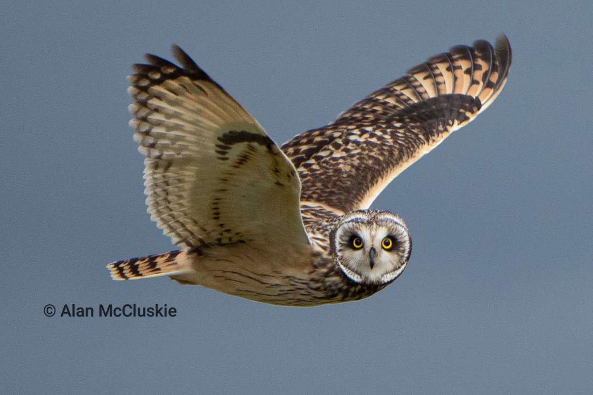 Another day another Shortie #birdphotography #owls