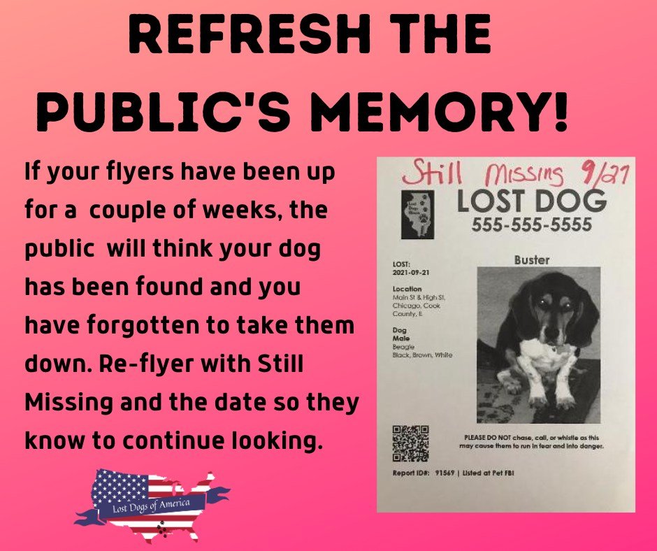 Lost Dogs Illinois (@LostDogsIL) on Twitter photo 2024-04-02 12:35:54