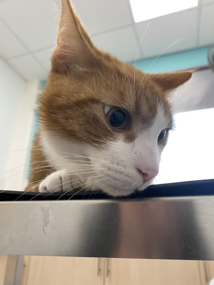 BESTIES 
WE HAVE GOOD NEWS
no current signs of cancer!!! He has reactive lymphoid hyperplasia, meaning his body has gone crazy due to an infection. We don’t know what caused it. He has been given antibiotics for one week then we have a review appointment to see if it’s working -