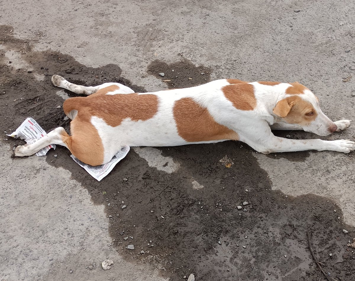 tejukadevar's tweet photo. I found this dog sleeping like this on road 😂😂😂🐕 https://t.co/6KU9Wz4gIb