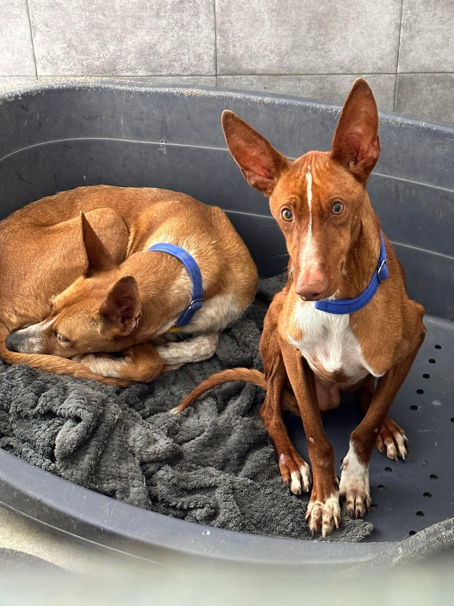 Gazelle taking a wee break from helping terrified Oscar come out of his shell. Dogs are the best teachers 🥰