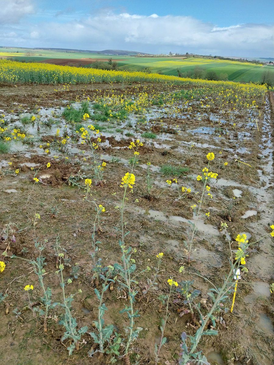 Olivier Mangenot Terres Inovia tweet media