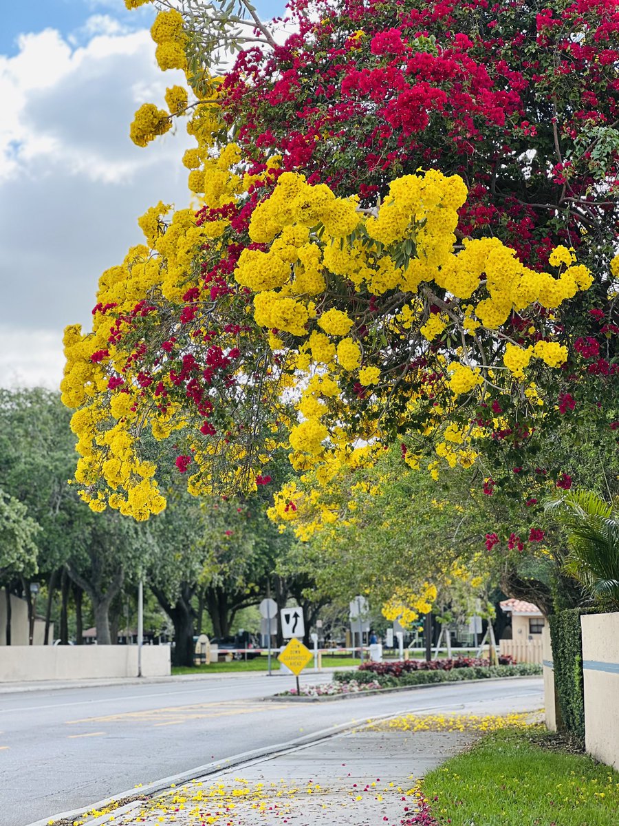 A splash of springtime color to start your day. ☀️