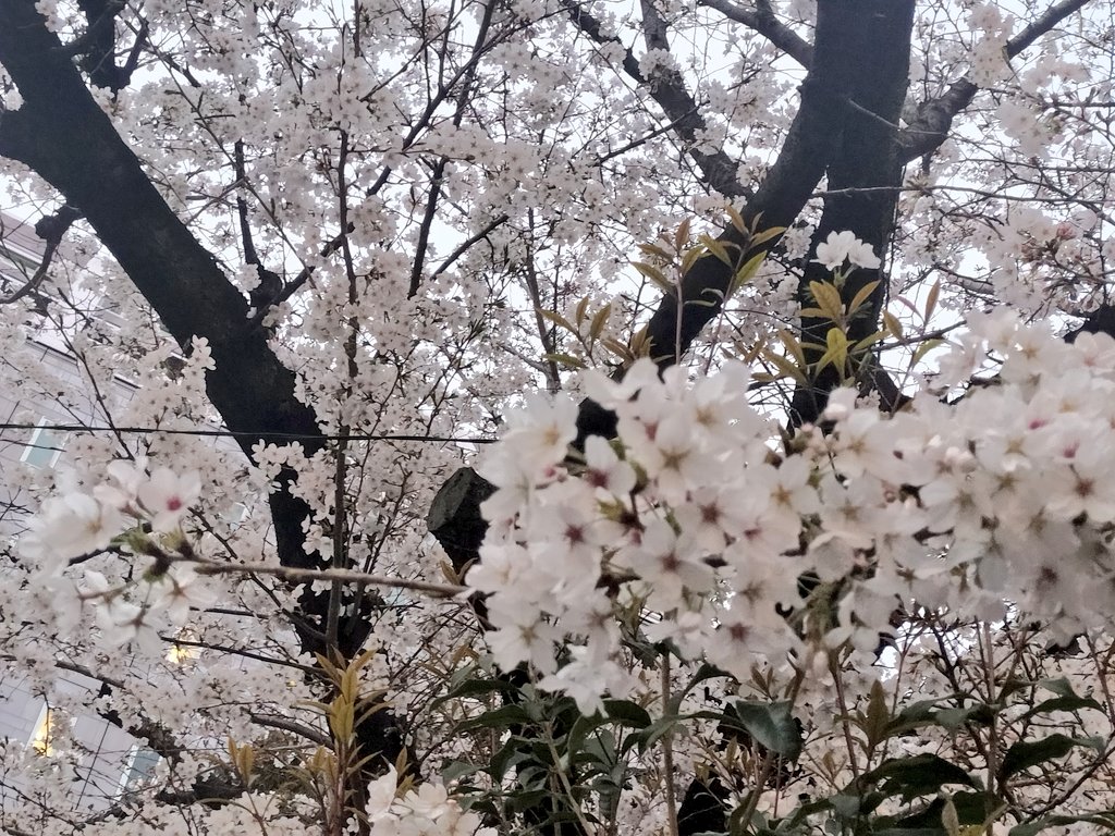 sakura🌸