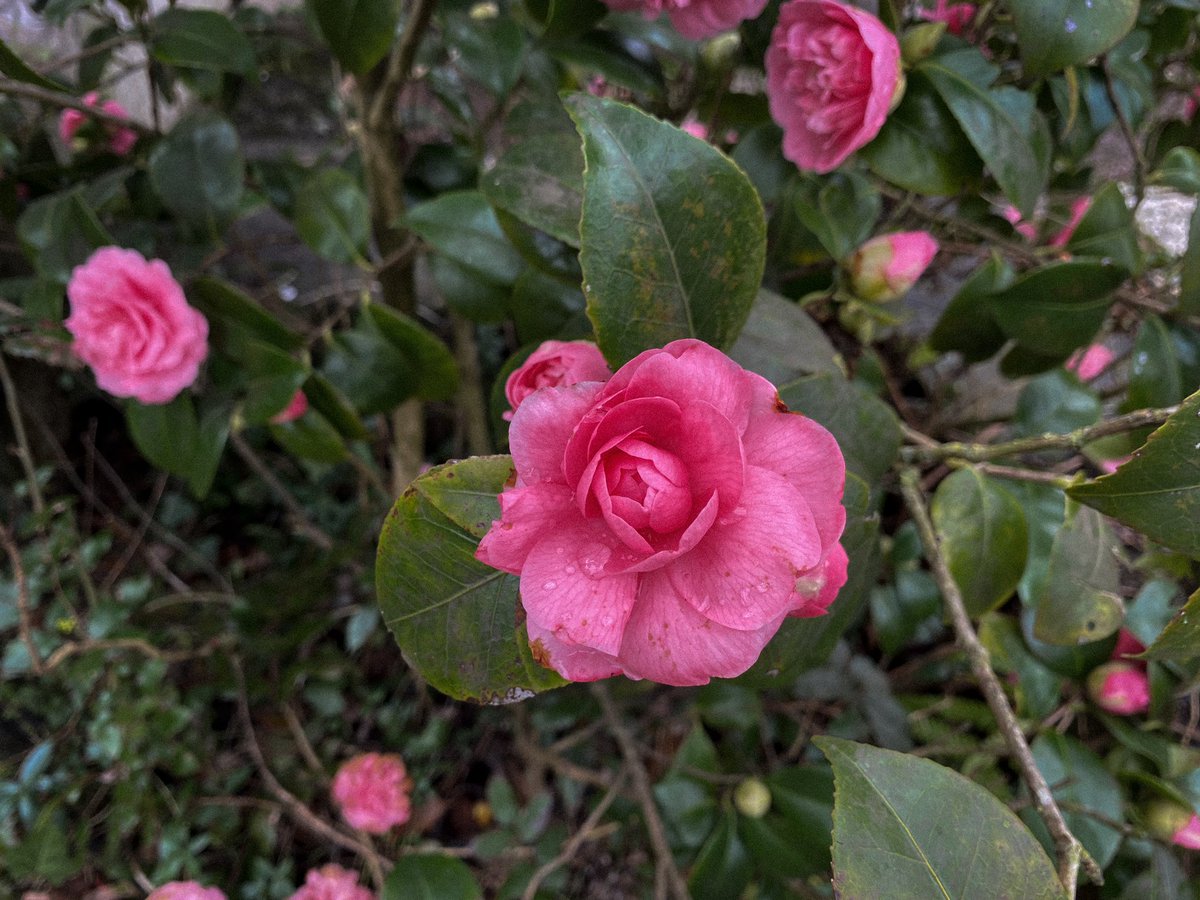 HollyOakLife's tweet image. Nature Gems♡ 雨露に光るレィディさんたち(*´-`)ｳｯﾄﾘ・° #naturegems #camellia #februarygarden #frenchcountryliving #countrylife #france #椿 #庭の花 #2月の庭 #フランス生活 #田舎暮らし #フランス